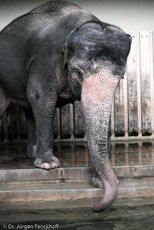 Asiatischer Elefant (18 von 21).jpg
